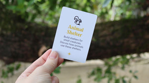 Animal Shelter: Creating a Safe Haven for Nature's Small Creatures