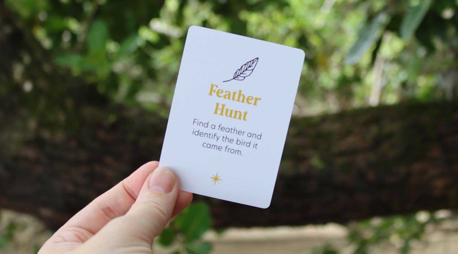 Feather Hunt: Discover the Mystery of a Bird's Feather