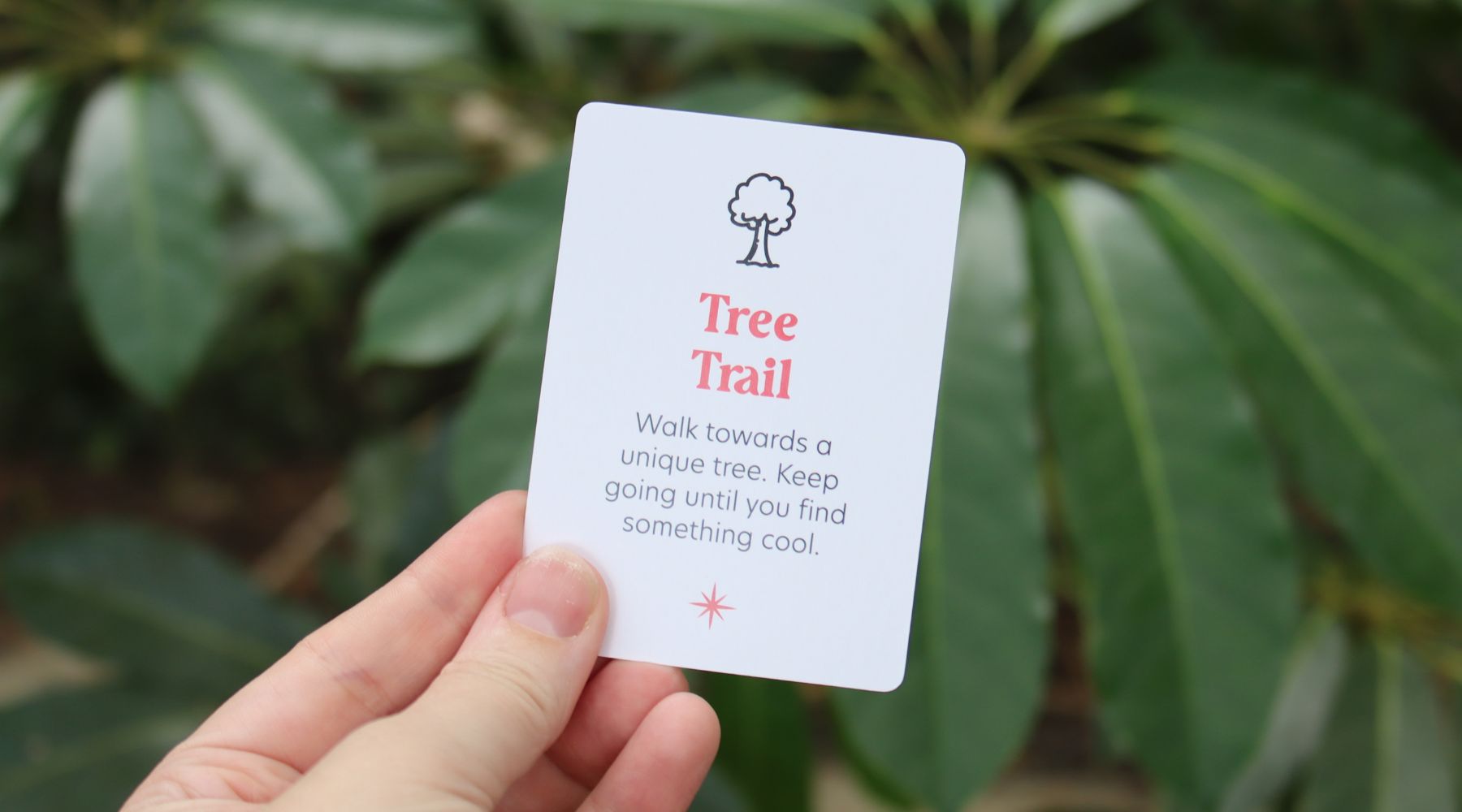 Tree Trail Adventure: Discover Unique Trees!