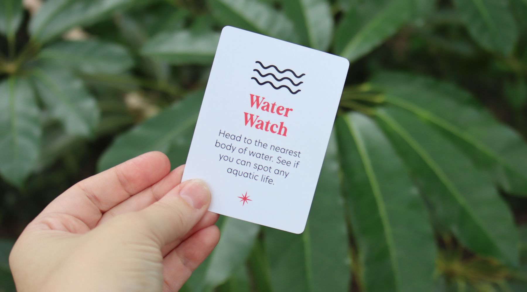 Water Watch Adventure: Discover Aquatic Life!